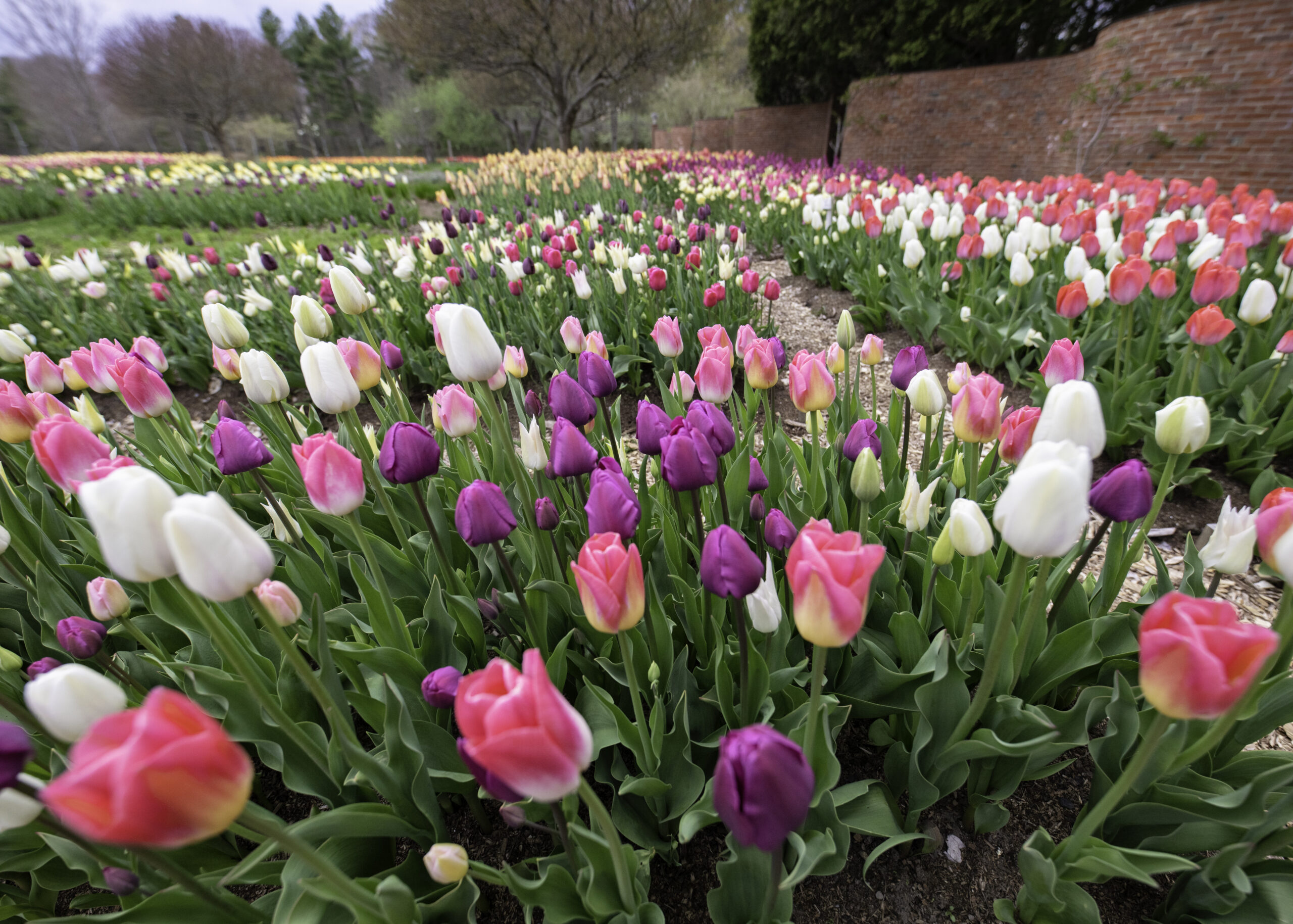 tulips at Stevens-Coolidge