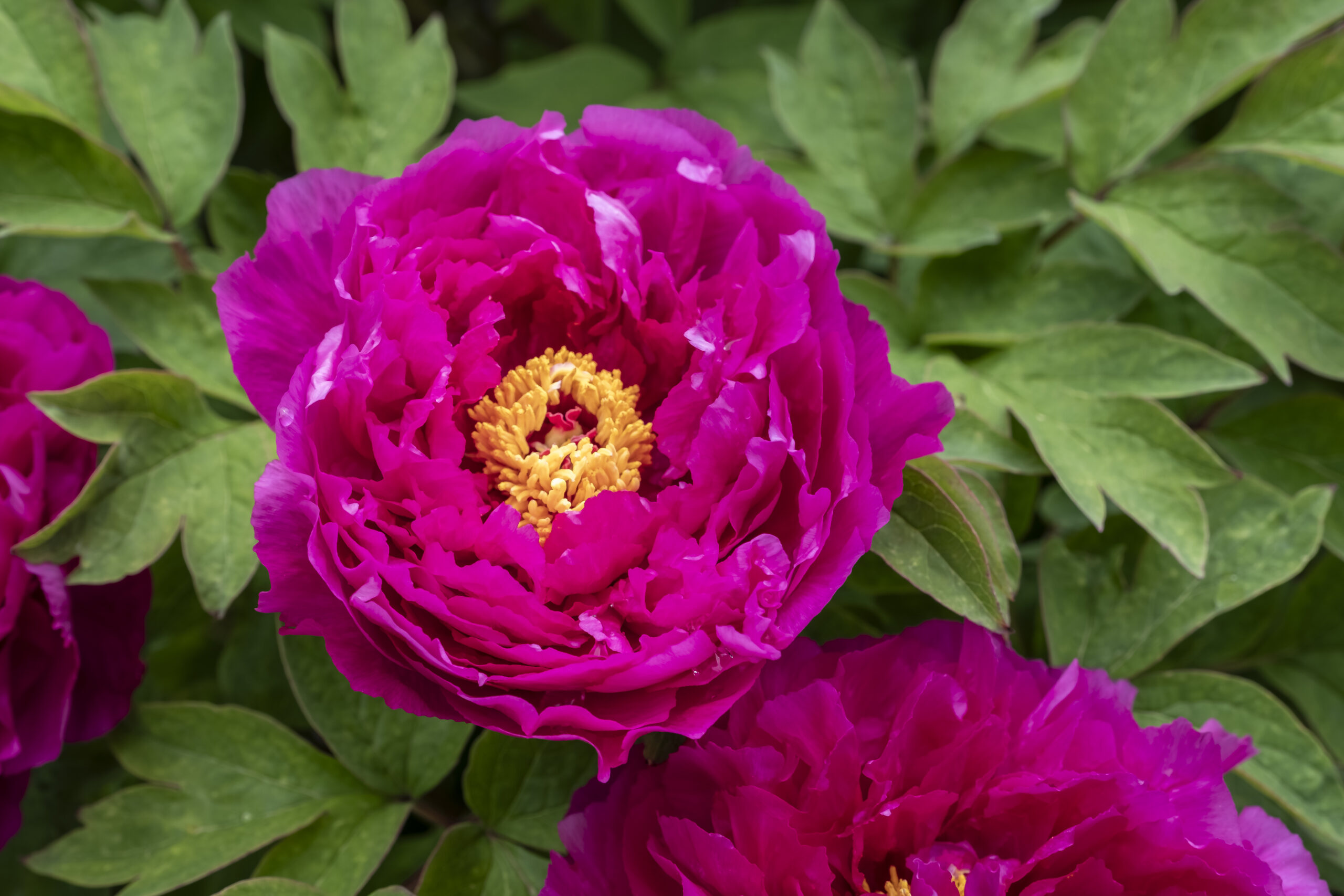 Luoyang Red at Naumkeag in Stockbridge