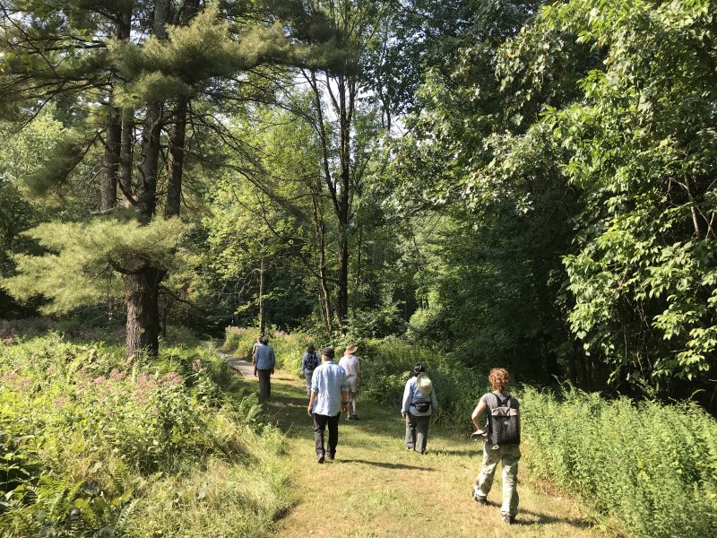 Forest Bathing