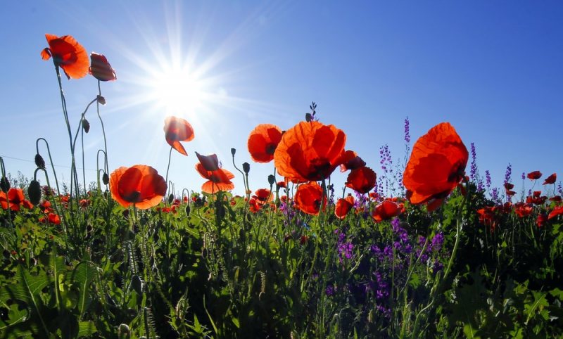 poppy