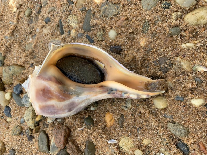 whelk