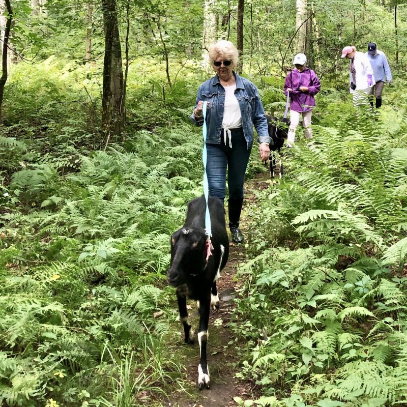hike with goats