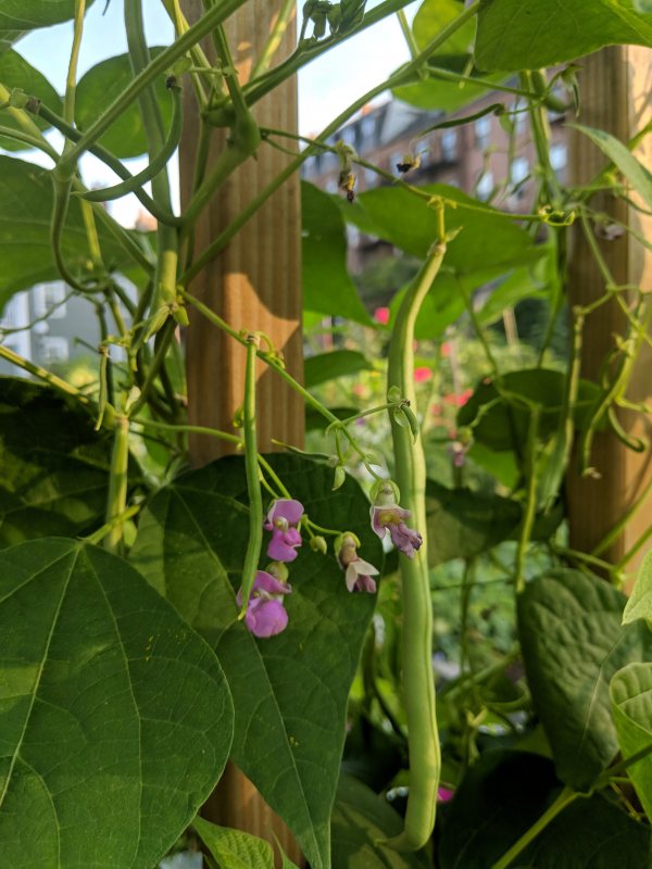 bean