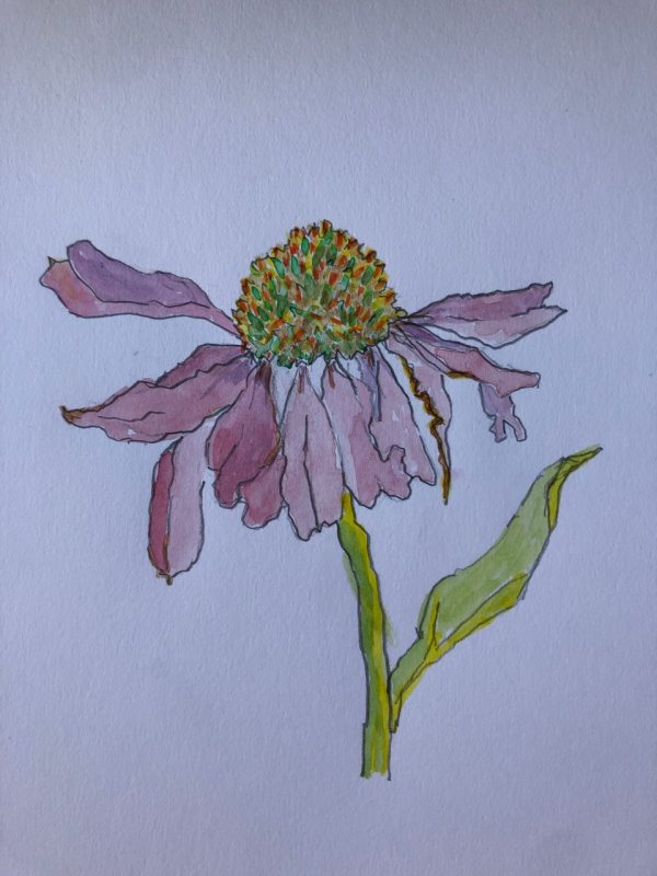 Watercolors
