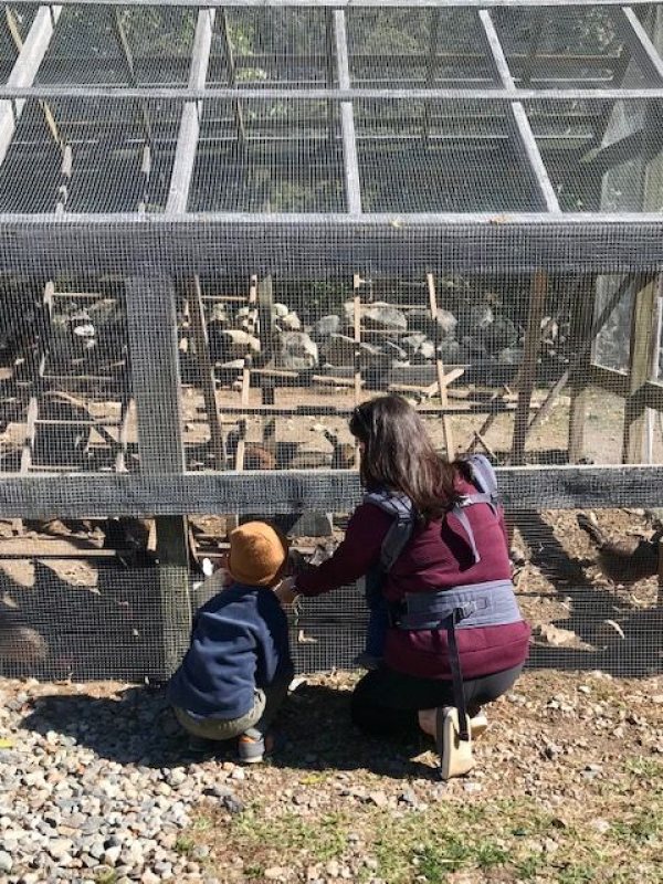 Weir River Farm chicken coop