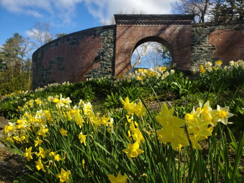 Daffodil