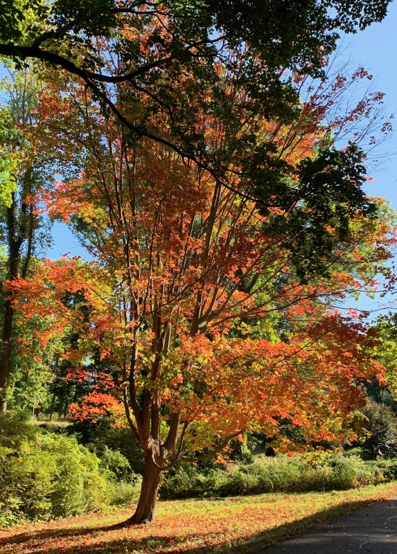 Castle Hill Tree in Autumn