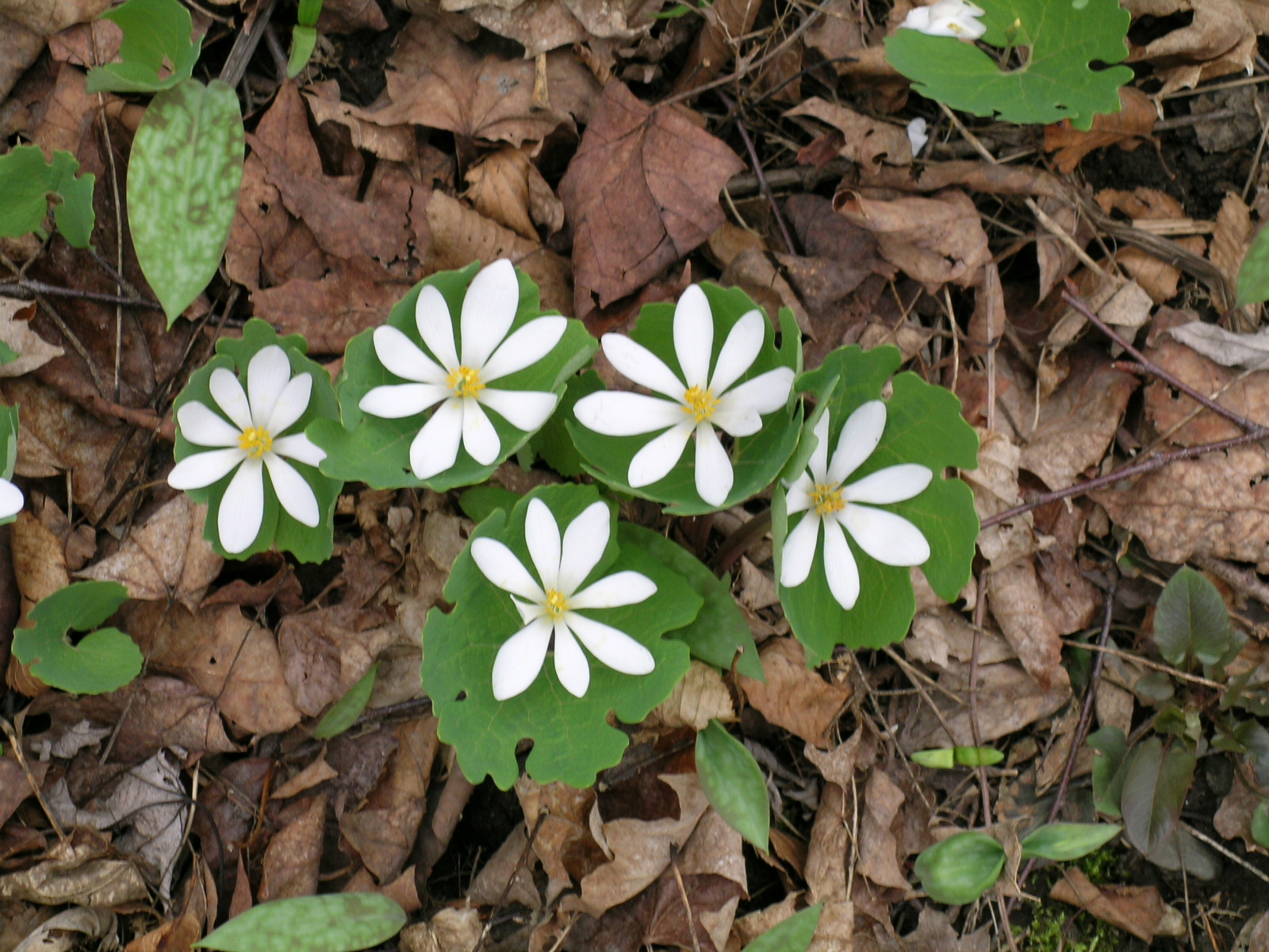 Spring Ephemerals - The Trustees of Reservations