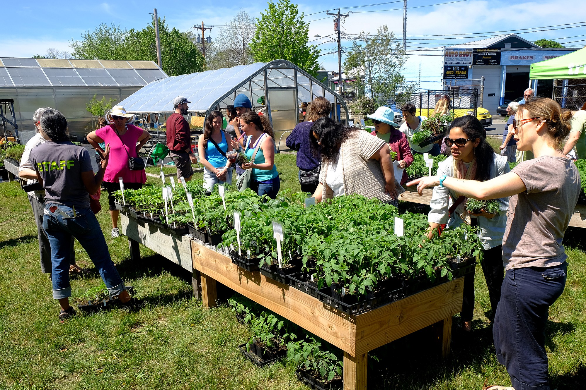 City Natives Plant Sale 2016