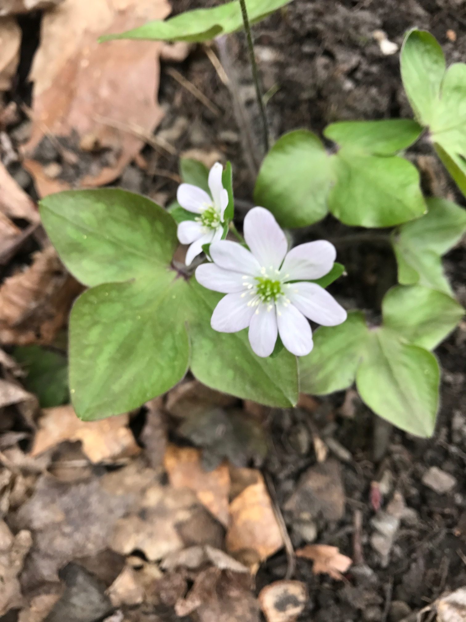 Spring Ephemerals - The Trustees of Reservations