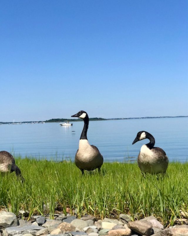 geese