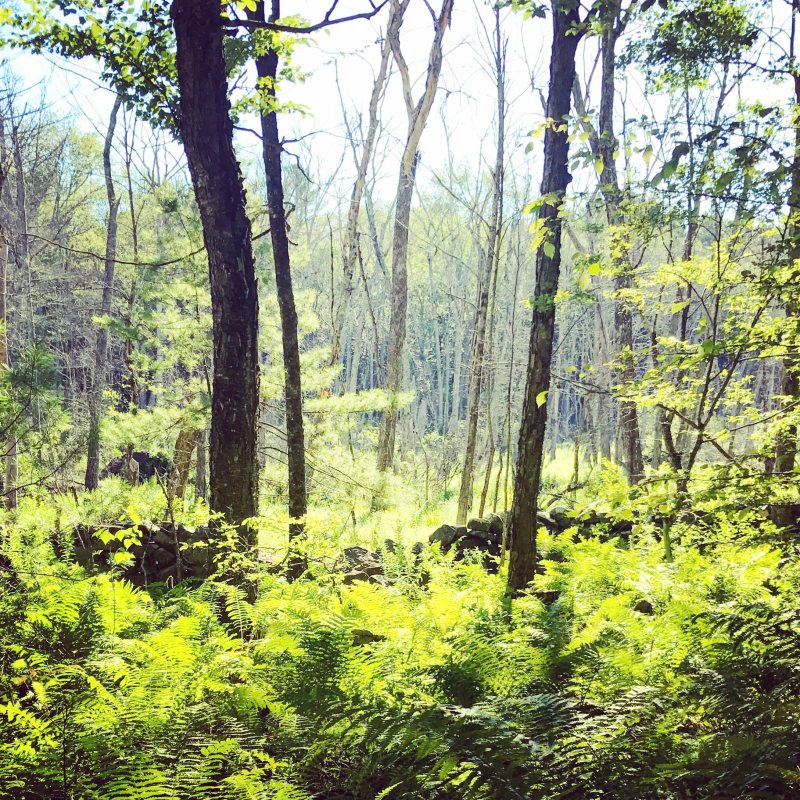 Cormier Woods