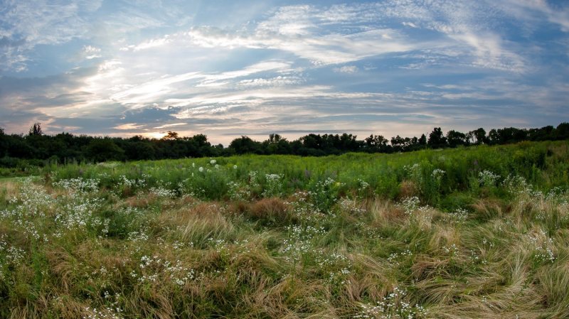 mcp field