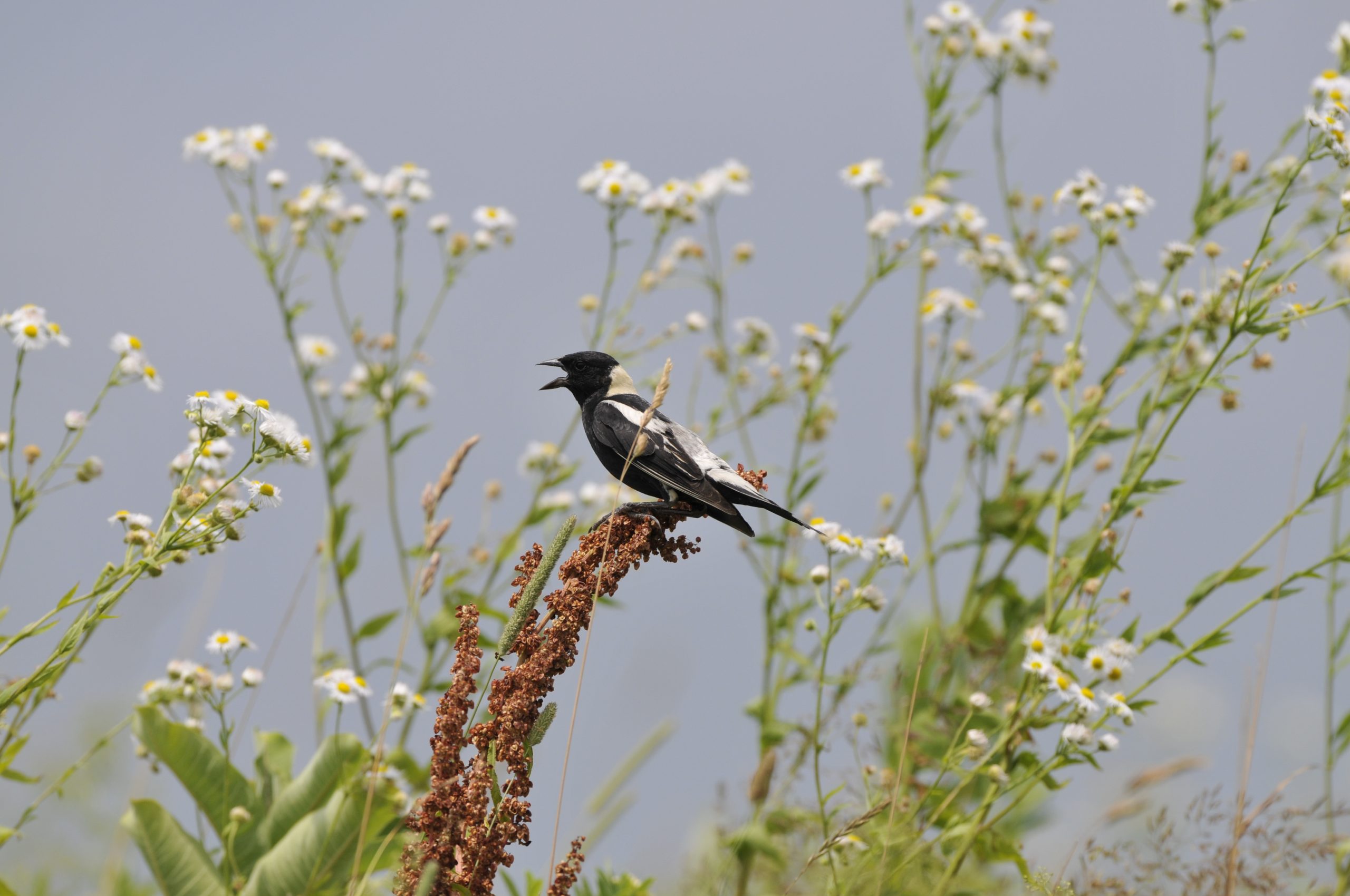 A male Bobolink perches in Grassland