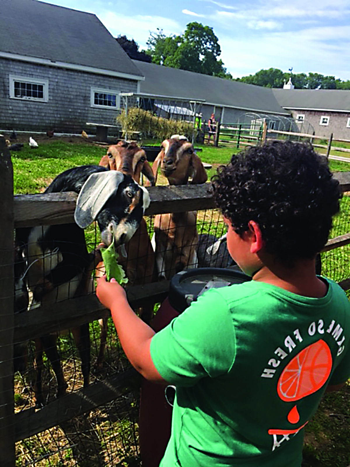 A boy feeding a goat outdoors at a Trustees Farm