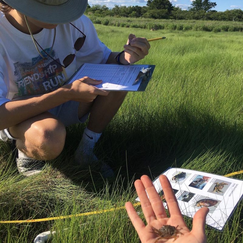 marsh survey