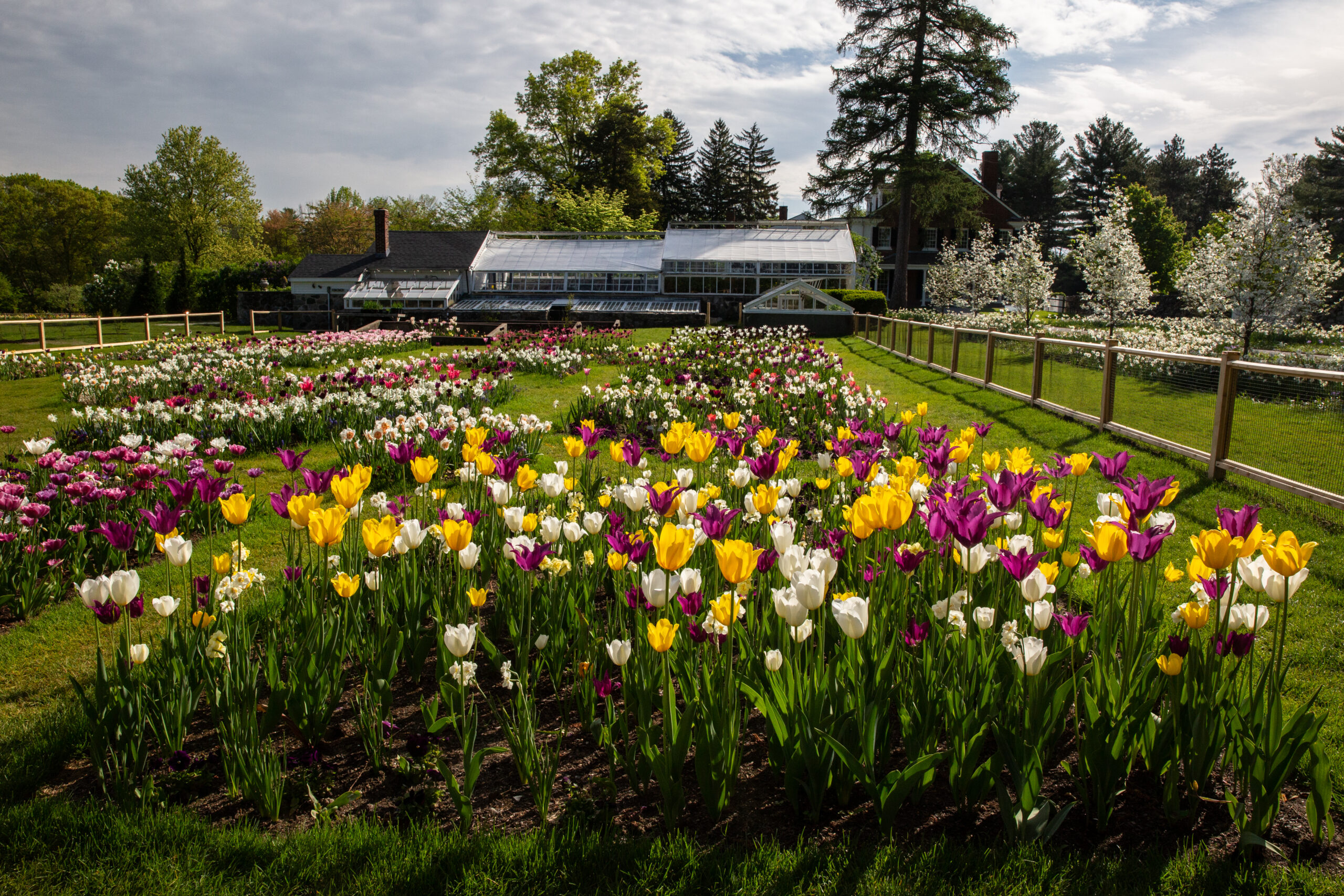 Yellow, purple, and white white tulips in foreground, greenhouse in background