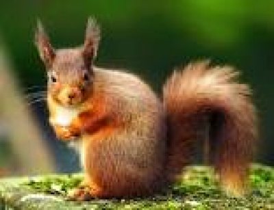 red squirrel