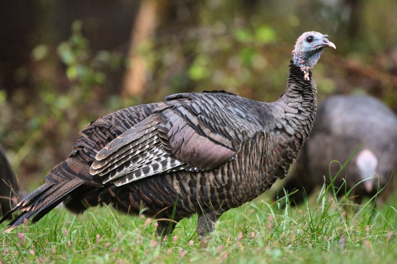 wild turkey