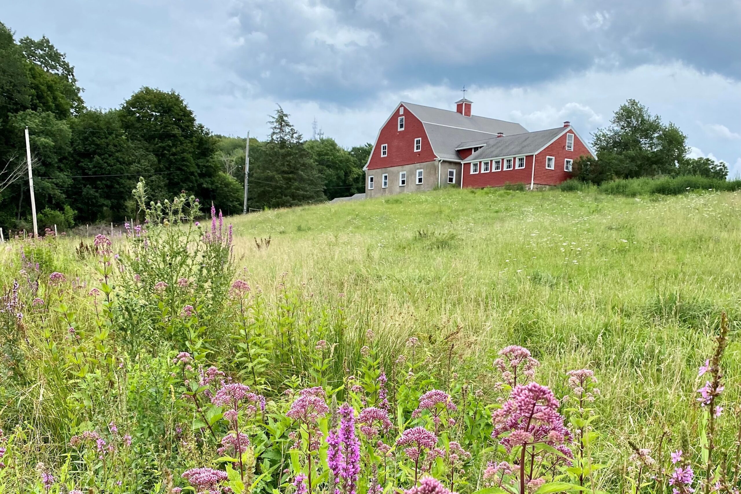 Weir River Farm in the summer
