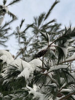 Pine cone tree rw