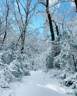 snow rocky woods