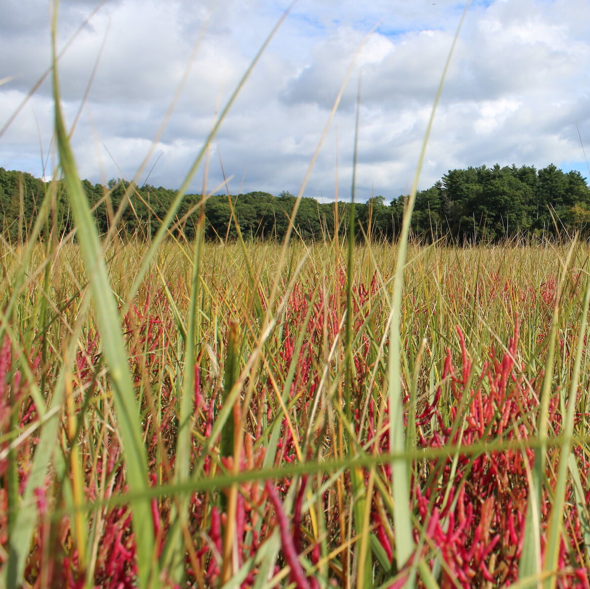 closeup of marsh grass