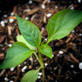 seedling