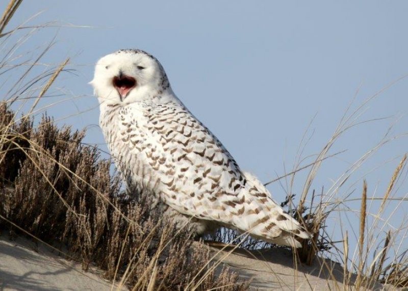 Snowy Owl (cropped)
