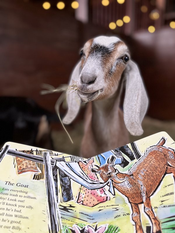 Goat reading book