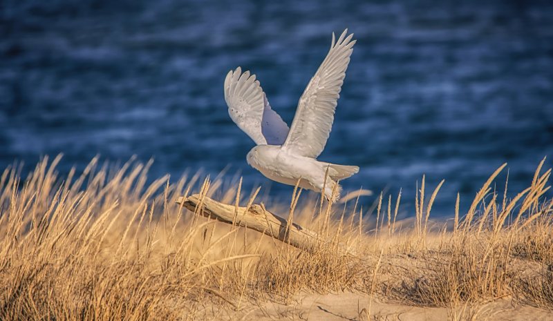 flying snowy owl