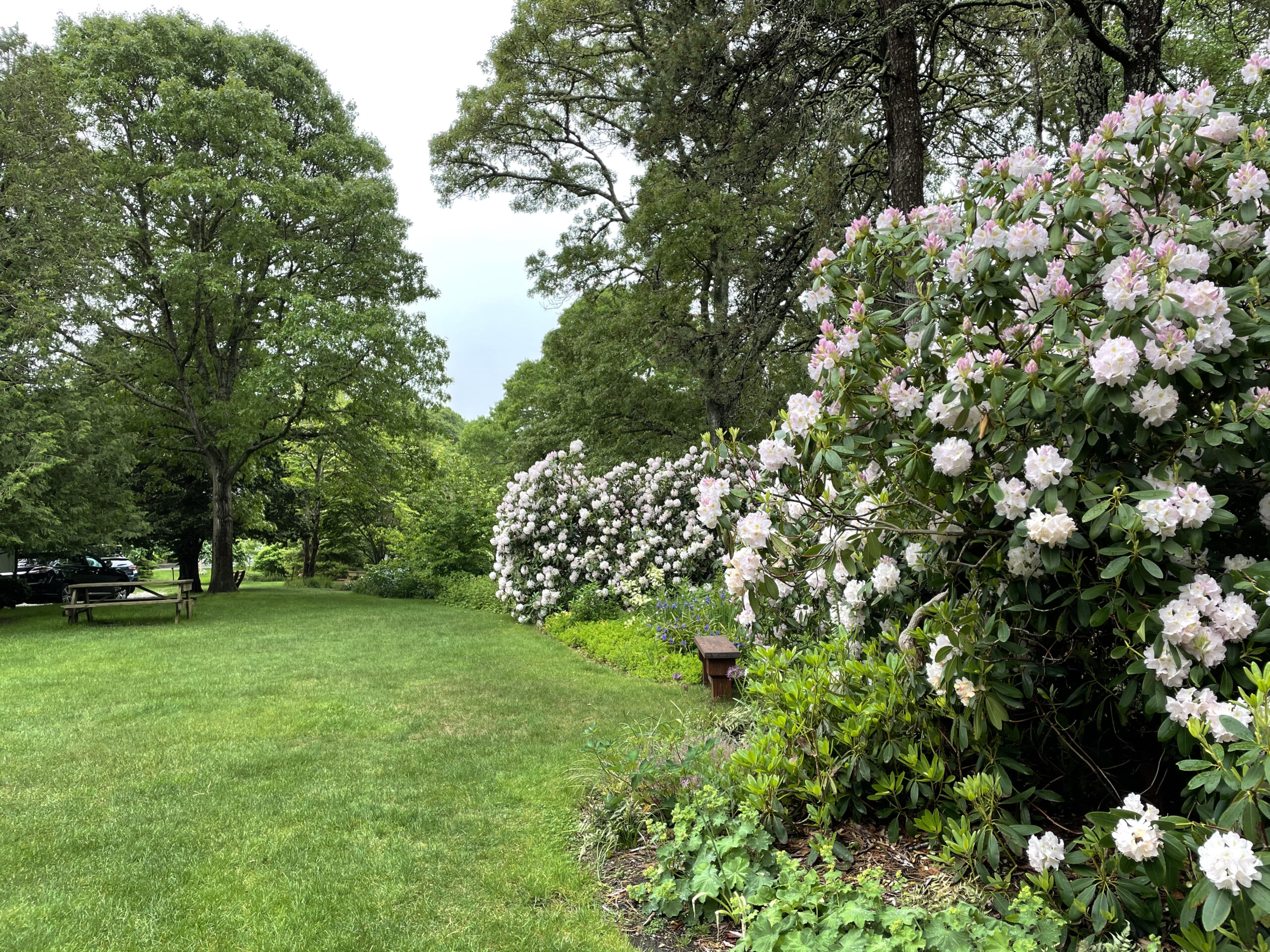 Flowering shrubs and green lawn at Armstrong Kelley park in Osterville