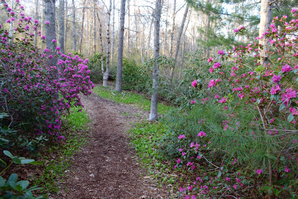 A woodland trail with purple flowers at Armstrong Kelley Park in Osterville