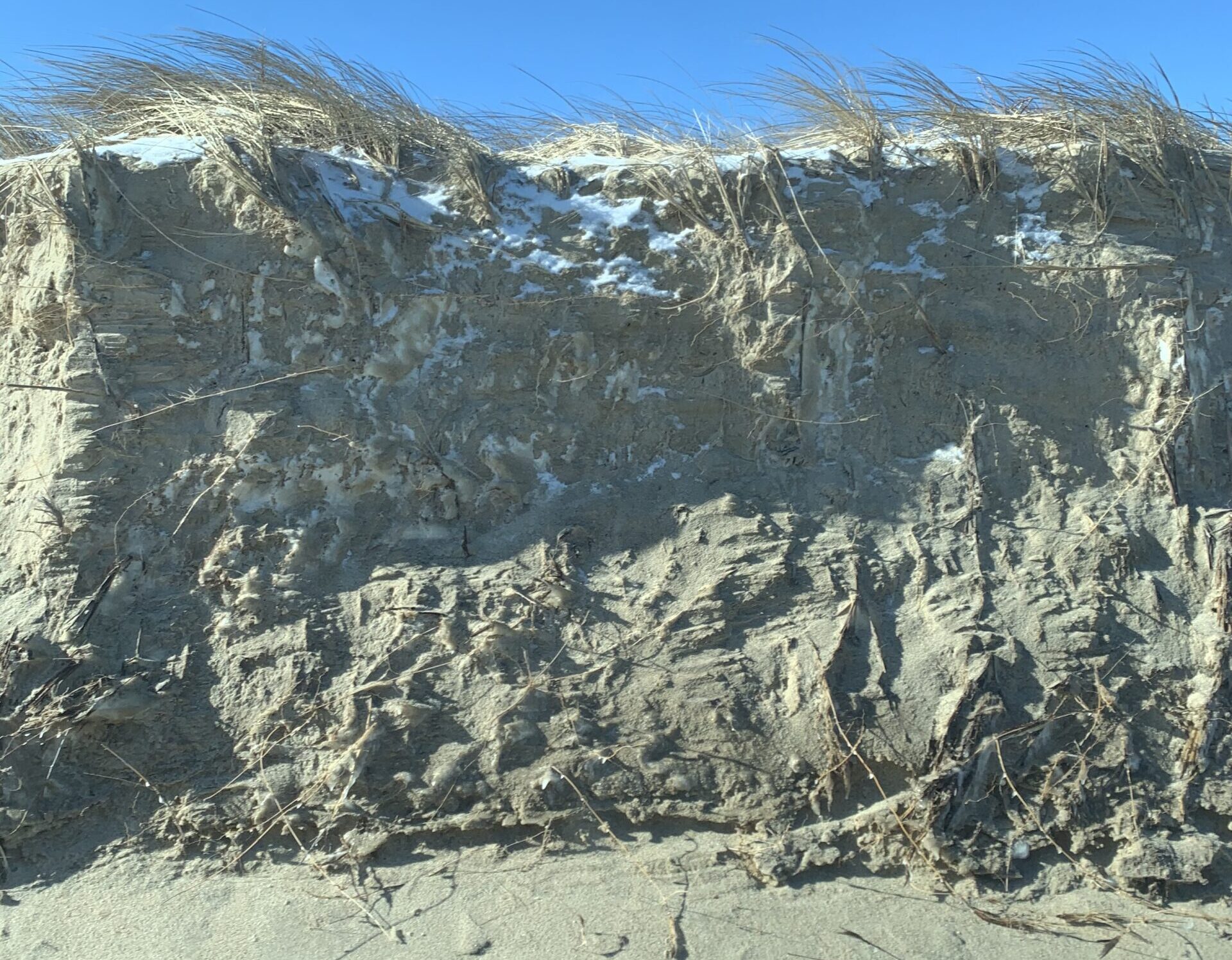 Up-close look at the scouring of the entire east beach dunes on Coskata Coatue, Nantucket, following the winter nor'easter of January 22 (Trustees photo)
