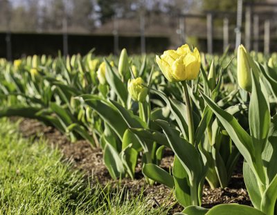 yellow tulips scp