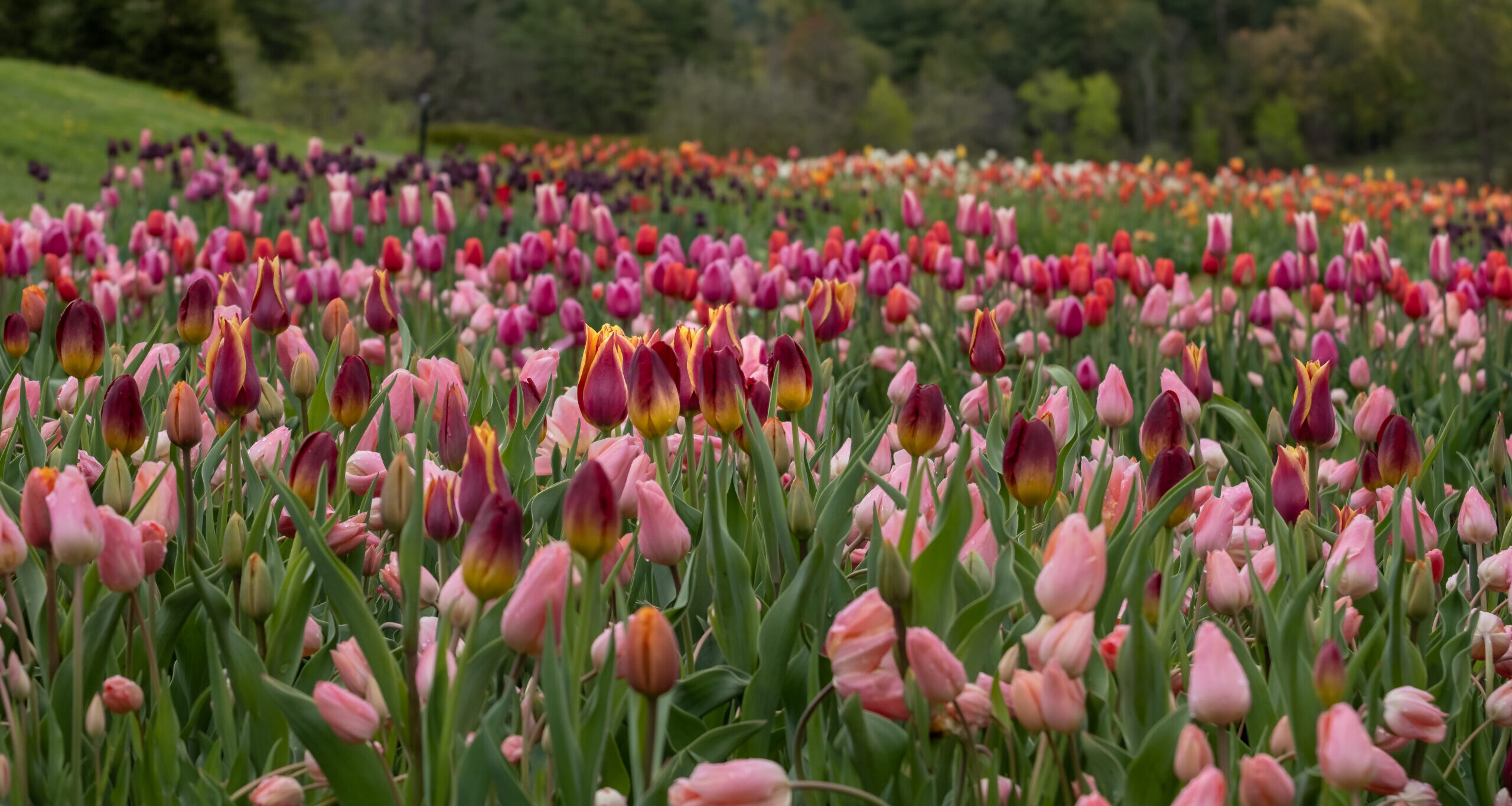 2023 Daffodil & Tulip Festival