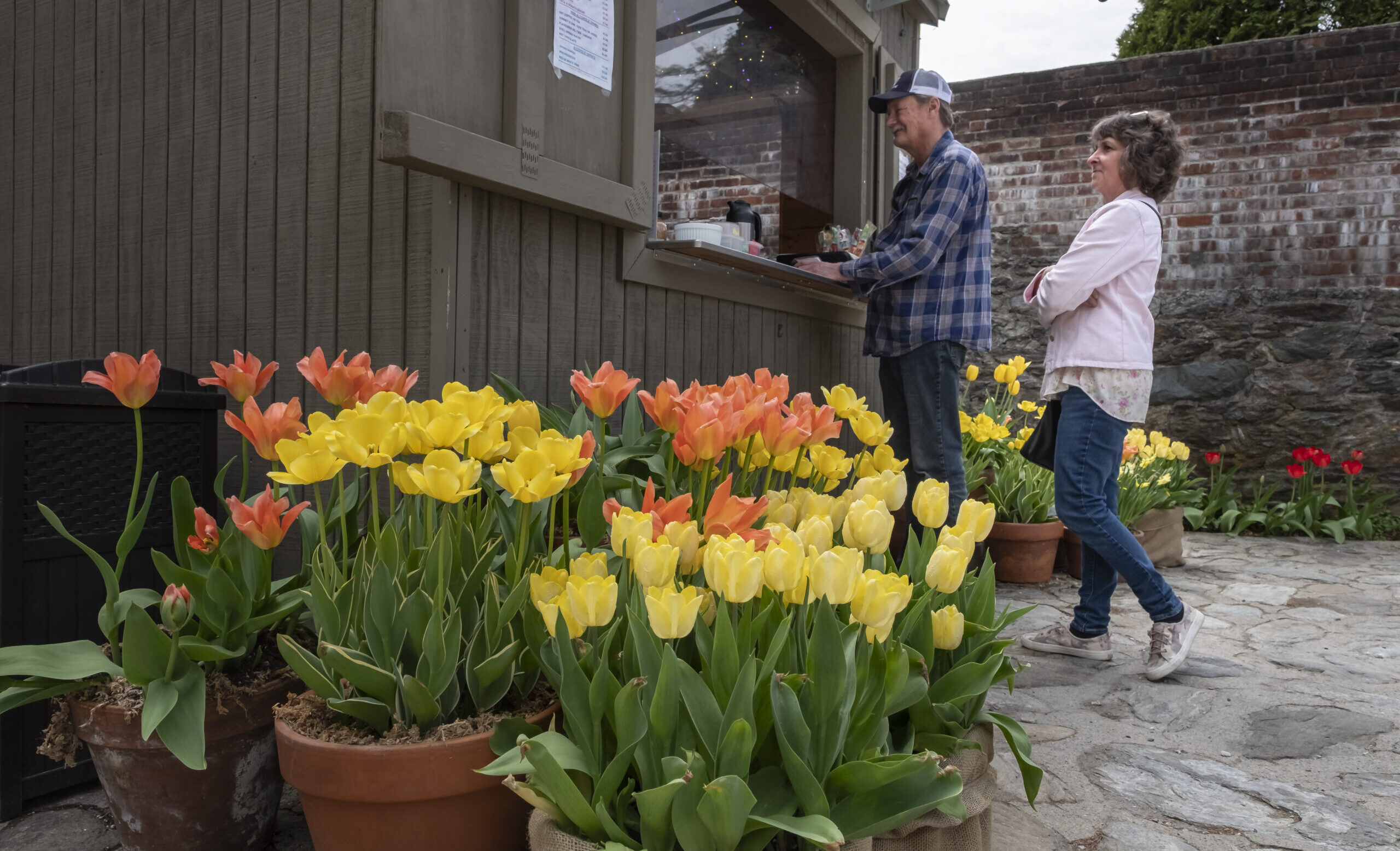 2025 Daffodil & Tulip Festival at Naumkeag