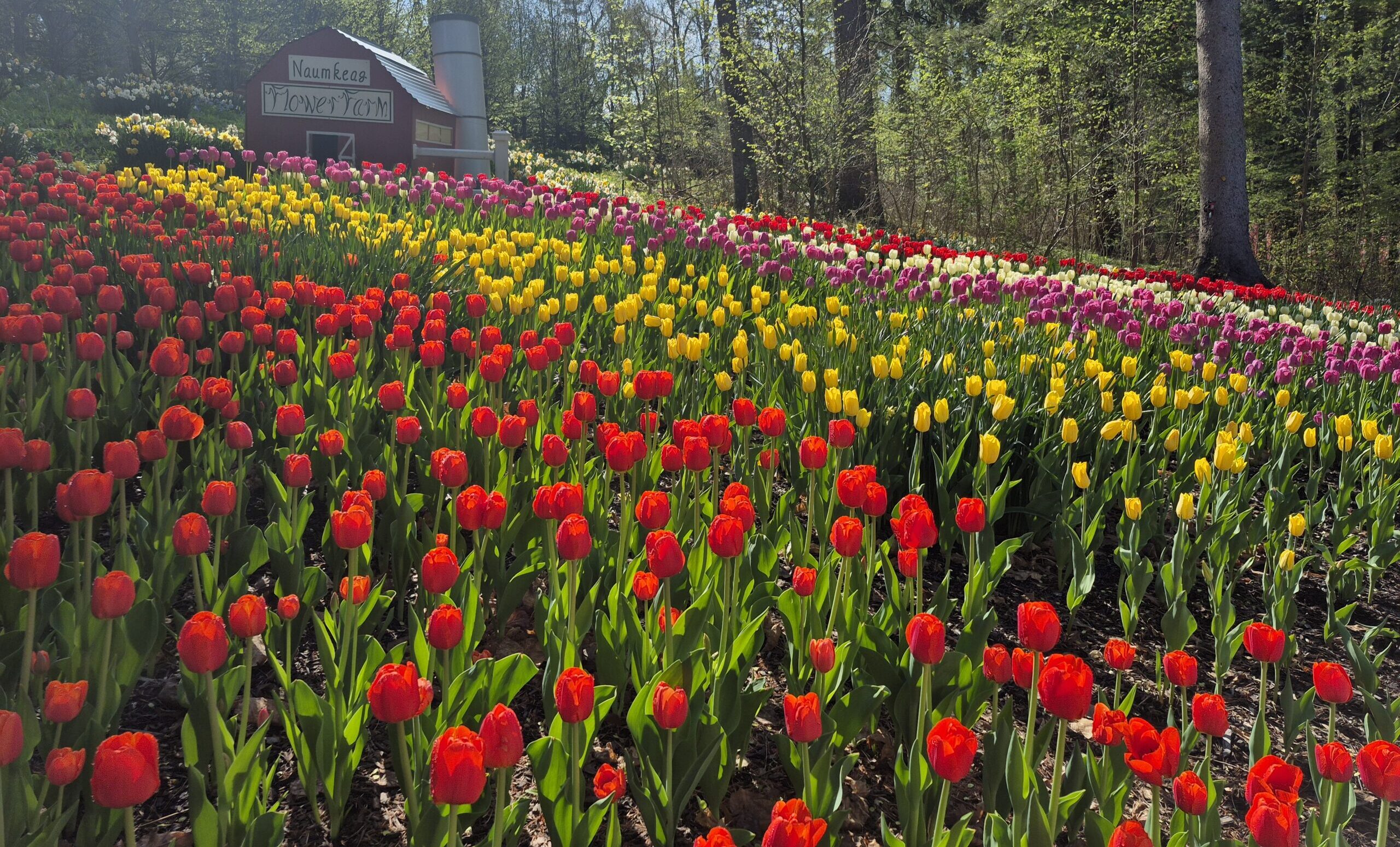 Daffodil & Tulip Festival at Naumkeag