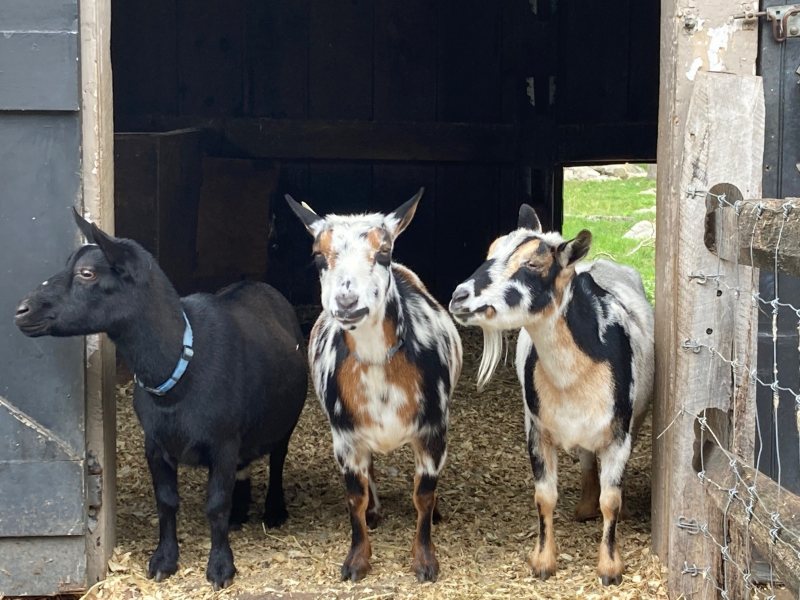 goat trio