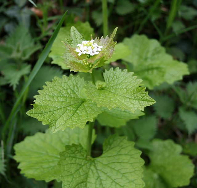 Garlic Mustard