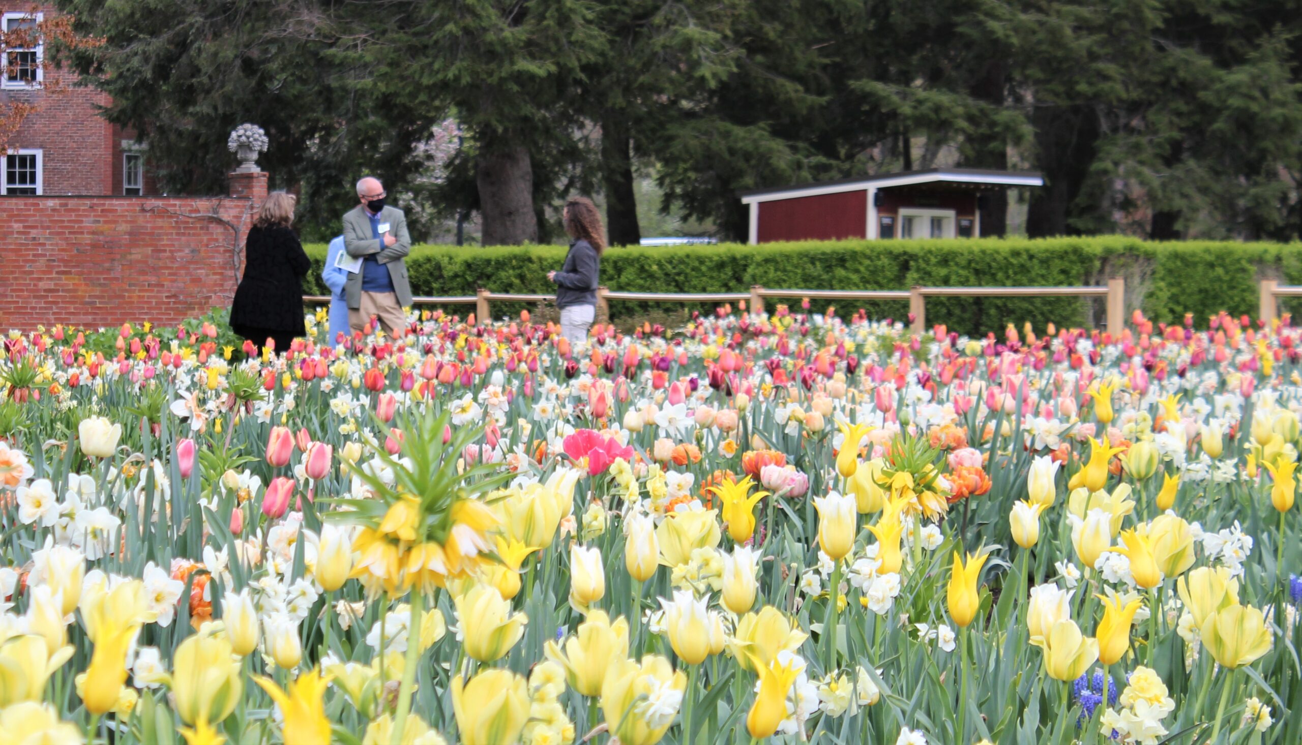 A field of yellow, white, and pink tulips with visitors walking and brick buildings in the background at a Trustees property