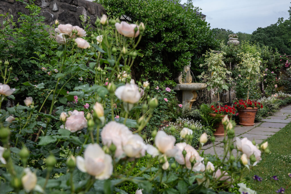 Stevens-Coolidge House & Gardens - Rose Garden
