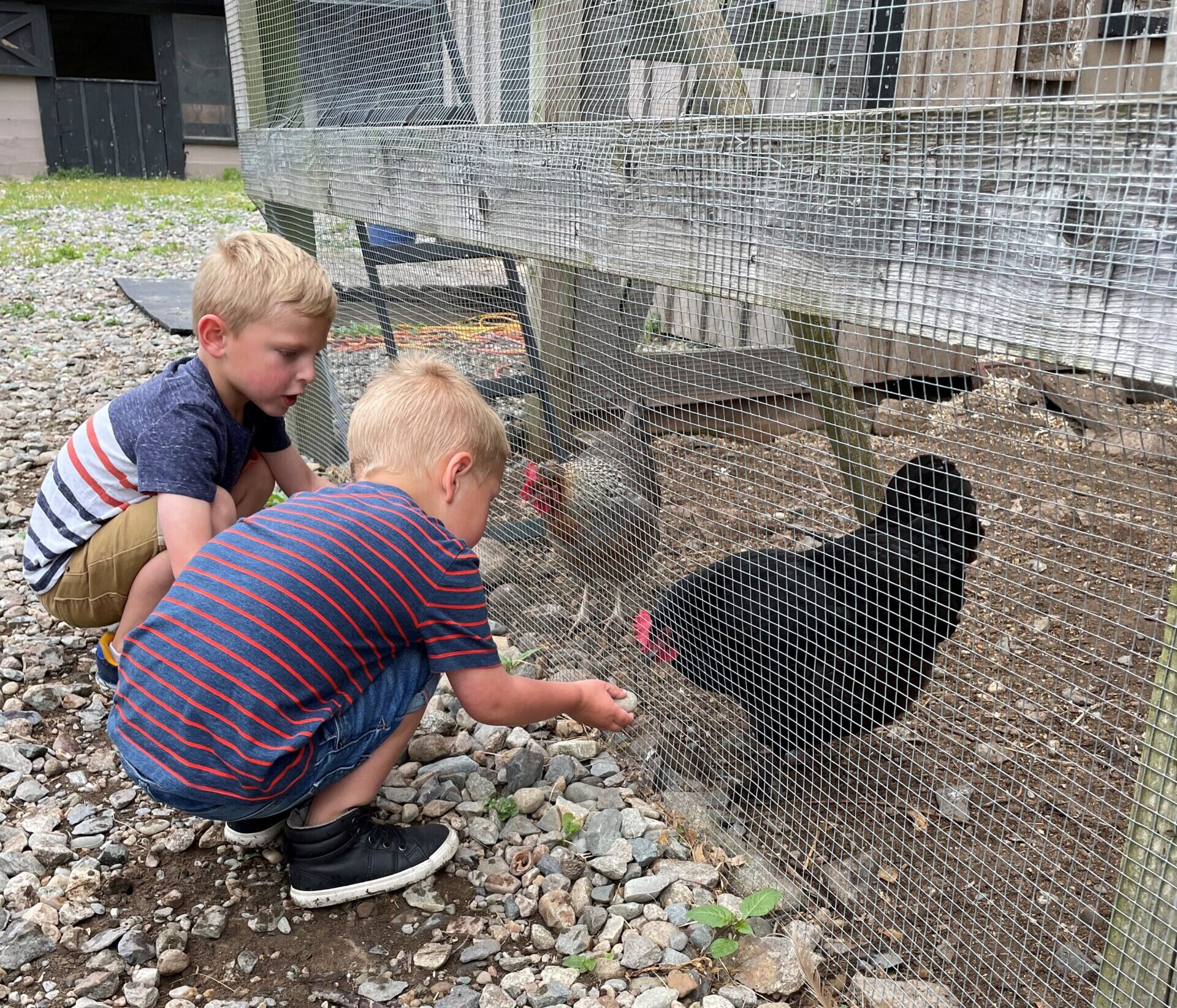 Young kids meet a chicken at a farm