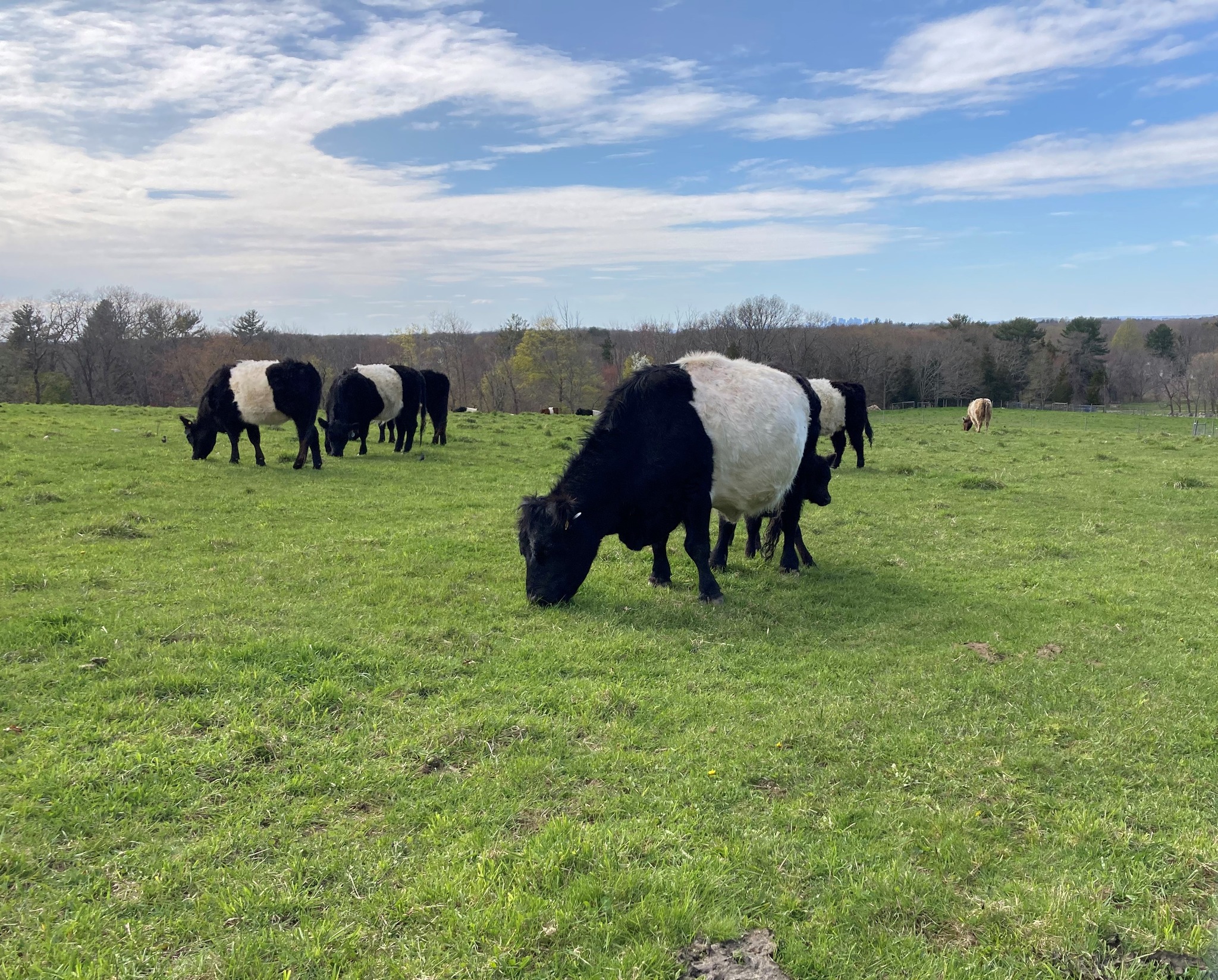 Weir River Farm Cows in the Field