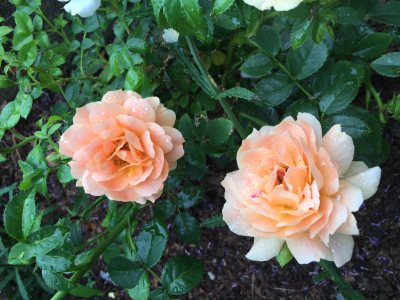 At Last Roses