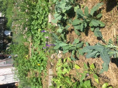 cover crop