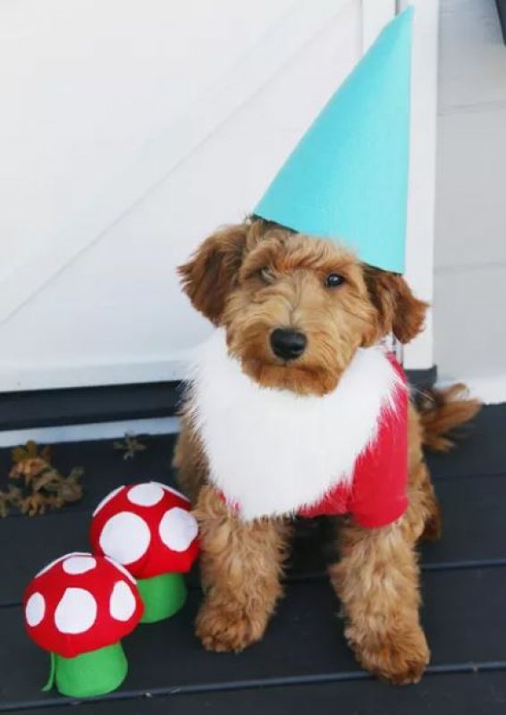 dog gnome costume