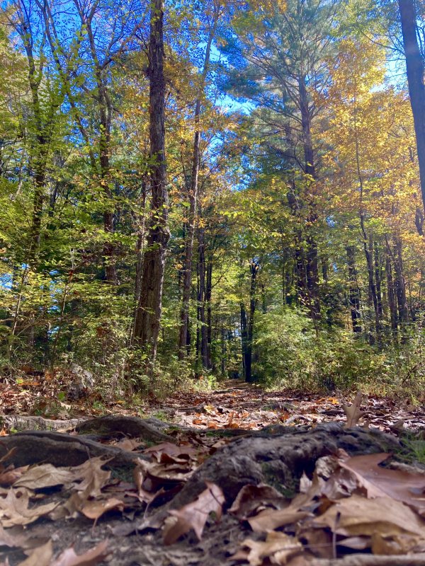 fall woods