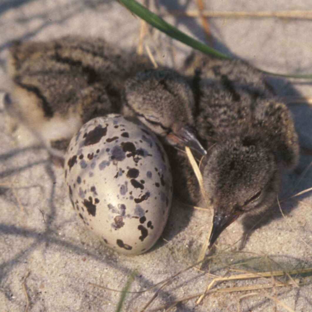 Two small American Oystercatcher chicks with long beaks and brown bodies huddle next to a speckled egg in the sand.