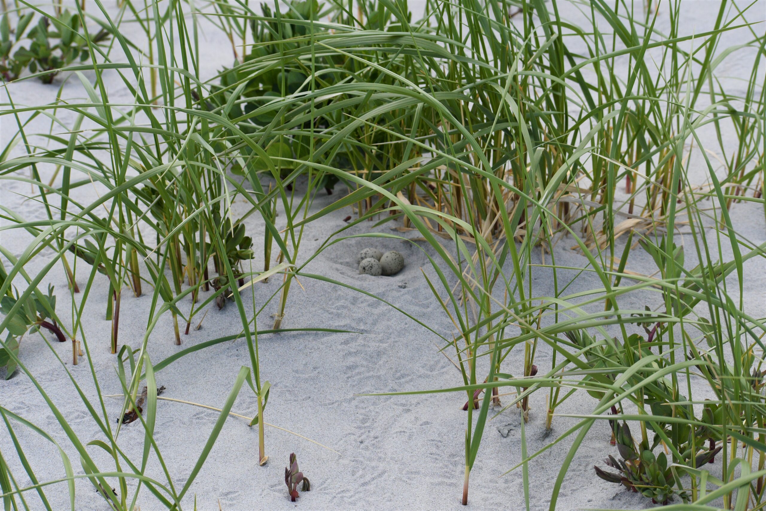 Three Plover eggs in the sand are shielded by dune grass